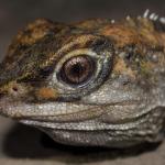 Tuatara from the Mercury Islands (Tiritiri Matangi Island, Hauraki Gulf). <a href="https://www.instagram.com/nickharker.nz/">© Nick Harker</a>