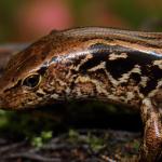 McGregor's skink pattern detail (Mana Island). <a href="https://www.instagram.com/nickharker.nz/">© Nick Harker</a>