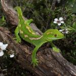 Northland green gecko in flowering Manuka (Northland). <a href="https://www.instagram.com/nickharker.nz/">© Nick Harker</a>