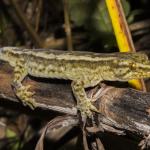 Raukawa Gecko on flax flower stem (Matiu / Somes Island, Wellington). <a href="https://www.instagram.com/joelknightnz/">© Joel Knight</a>