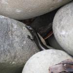 Shore skink cryptically basking between pebbles (Coromandel Islands). © Chris Wedding