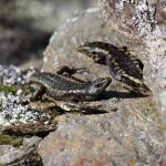 Otago skinks (Eastern Otago). <a href="https://www.instagram.com/samanimalman/?hl=en">© Samuel Purdie</a>