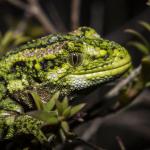 Rough Gecko (Naultinus rudis) <a href="https://www.instagram.com/joelknightnz/">© Joel Knight</a> 