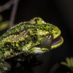 Rough Gecko (Naultinus rudis) <a href="https://www.instagram.com/joelknightnz/">© Joel Knight</a> 