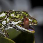 Starred gecko. <a href="https://www.instagram.com/joelknightnz/">© Joel Knight</a>