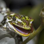 Nelson Lakes/Starred Gecko (Naultinus stellatus) <a href="https://www.instagram.com/joelknightnz/">© Joel Knight</a> 