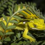 Xanthochromic elegant geckos in Kowhai. <a href="https://www.instagram.com/joelknightnz/">© Joel Knight</a> 