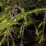 Elegant gecko in Kanuka (South Auckland). <a href="https://www.instagram.com/nickharker.nz/">© Nick Harker</a> 