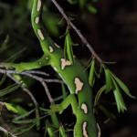 Elegant gecko in Kanuka (South Auckland). <a href="https://www.instagram.com/nickharker.nz/">© Nick Harker</a> 