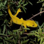 Xanthochromic elegant gecko in Kanuka (South Auckland). <a href="https://www.instagram.com/nickharker.nz/">© Nick Harker</a> 