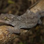 Northern Duvaucel's gecko in coastal forest (Motuora Island, North Auckland). <a href="https://www.instagram.com/nickharker.nz/">© Nick Harker</a>