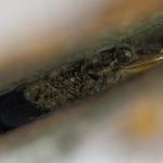 Northern Duvaucel's gecko in rock crevice (Marotere Islands, Northland). <a href="https://www.instagram.com/nickharker.nz/">© Nick Harker</a>