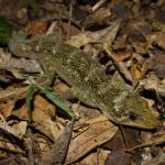 Northern Duvaucel's gecko on forest floor (Marotere Islands, Northland). <a href="https://www.instagram.com/nickharker.nz/">© Nick Harker</a>