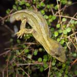 Pacific gecko in Coprosma rhamnoides (Coppermine Island). <a href="https://www.instagram.com/nickharker.nz/">© Nick Harker</a>