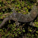 Pacific gecko in Coprosma rhamnoides (Coppermine Island). <a href="https://www.instagram.com/nickharker.nz/">© Nick Harker</a>