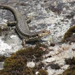 Grand skink basking on schist outcrop (Macraes Flat, Otago). © Chris Wedding