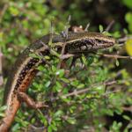 Northern spotted skink basking in coastal scrub (Matiu / Somes Island, Wellington). <a href="https://www.instagram.com/nickharker.nz/">© Nick Harker</a>