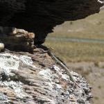 Grand skink basking on schist outcrop (Macraes Flat, Otago). © Chris Wedding