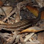 Moko skink basking in dappled sunlight on coastal forest floor (Motuora Island, Hauraki Gulf). <a href="https://www.instagram.com/nickharker.nz/">© Nick Harker</a>