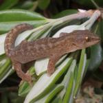 Raukawa gecko on Pohutukawa (Motuora Island, Auckland). <a href="https://www.instagram.com/nickharker.nz/">© Nick Harker</a>