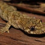 Forest gecko on Kanuka trunk (South Auckland). <a href="https://www.instagram.com/nickharker.nz/">© Nick Harker</a>