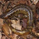 Robust skink on leaf litter (Northland). <a href="https://www.instagram.com/nickharker.nz/">© Nick Harker</a> 