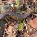 Robust skink on leaf litter (Northland). <a href="https://www.instagram.com/nickharker.nz/">© Nick Harker</a> 