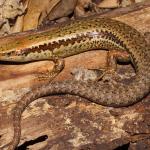 Newman's speckled skink (Stephen's Island, Marlborough Sounds). <a href="https://www.instagram.com/nickharker.nz/">© Nick Harker</a>