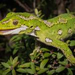 Jewelled gecko (Banks Peninsula, Canterbury). <a href="https://www.flickr.com/photos/151723530@N05/page3">© Carey Knox</a>