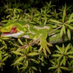 Jewelled gecko (Banks Peninsula, Canterbury). <a href="https://www.flickr.com/photos/151723530@N05/page3">© Carey Knox</a>