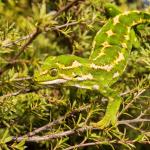 Jewelled gecko (Kakanui Mountains). <a href="https://www.flickr.com/photos/151723530@N05/page3">© Carey Knox</a>