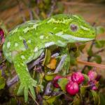 Jewelled gecko (Lammermoor Range). <a href="https://www.flickr.com/photos/151723530@N05/page3">© Carey Knox</a>