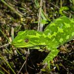 Jewelled gecko (Lammermoor Range). <a href="https://www.flickr.com/photos/151723530@N05/page3">© Carey Knox</a>