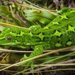 Jewelled gecko (Lammermoor Range). <a href="https://www.flickr.com/photos/151723530@N05/page3">© Carey Knox</a>