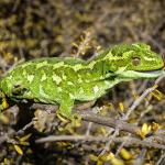 Jewelled gecko (Lammermoor Range). <a href="https://www.flickr.com/photos/151723530@N05/page3">© Carey Knox</a>
