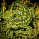 Jewelled gecko (Lammermoor Range). <a href="https://www.flickr.com/photos/151723530@N05/page3">© Carey Knox</a>