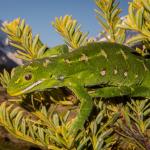 Jewelled gecko (Mackenzie Basin). <a href="https://www.flickr.com/photos/151723530@N05/page3">© Carey Knox</a>