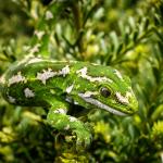 Jewelled gecko (Mackenzie Basin). <a href="https://www.flickr.com/photos/151723530@N05/page3">© Carey Knox</a>