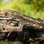 Jewelled gecko (Mackenzie Basin). <a href="https://www.flickr.com/photos/151723530@N05/page3">© Carey Knox</a>