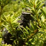 Jewelled gecko (Mackenzie Basin). <a href="https://www.flickr.com/photos/151723530@N05/page3">© Carey Knox</a>