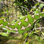 Jewelled gecko (Mackenzie Basin). <a href="https://www.flickr.com/photos/151723530@N05/page3">© Carey Knox</a>