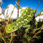 Jewelled gecko (North-west Otago). <a href="https://www.flickr.com/photos/151723530@N05/page3">© Carey Knox</a>