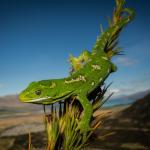 Jewelled gecko (North-west Otago). <a href="https://www.flickr.com/photos/151723530@N05/page3">© Carey Knox</a>
