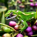 Jewelled gecko (Otago Peninsula). <a href="https://www.flickr.com/photos/151723530@N05/page3">© Carey Knox</a>