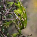 Jewelled gecko (Otago Peninsula). <a href="https://www.flickr.com/photos/151723530@N05/page3">© Carey Knox</a>