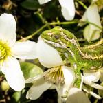 Jewelled gecko (Otago Peninsula). <a href="https://www.flickr.com/photos/151723530@N05/page3">© Carey Knox</a>