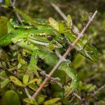 Jewelled gecko (Otago Peninsula). <a href="https://www.flickr.com/photos/151723530@N05/page3">© Carey Knox</a>