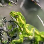 Jewelled gecko (Otago Peninsula). <a href="https://www.flickr.com/photos/151723530@N05/page3">© Carey Knox</a>