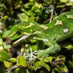 Jewelled gecko (Otago Peninsula). <a href="https://www.flickr.com/photos/151723530@N05/page3">© Carey Knox</a>