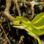 Jewelled gecko (Otago Peninsula). <a href="https://www.flickr.com/photos/151723530@N05/page3">© Carey Knox</a>